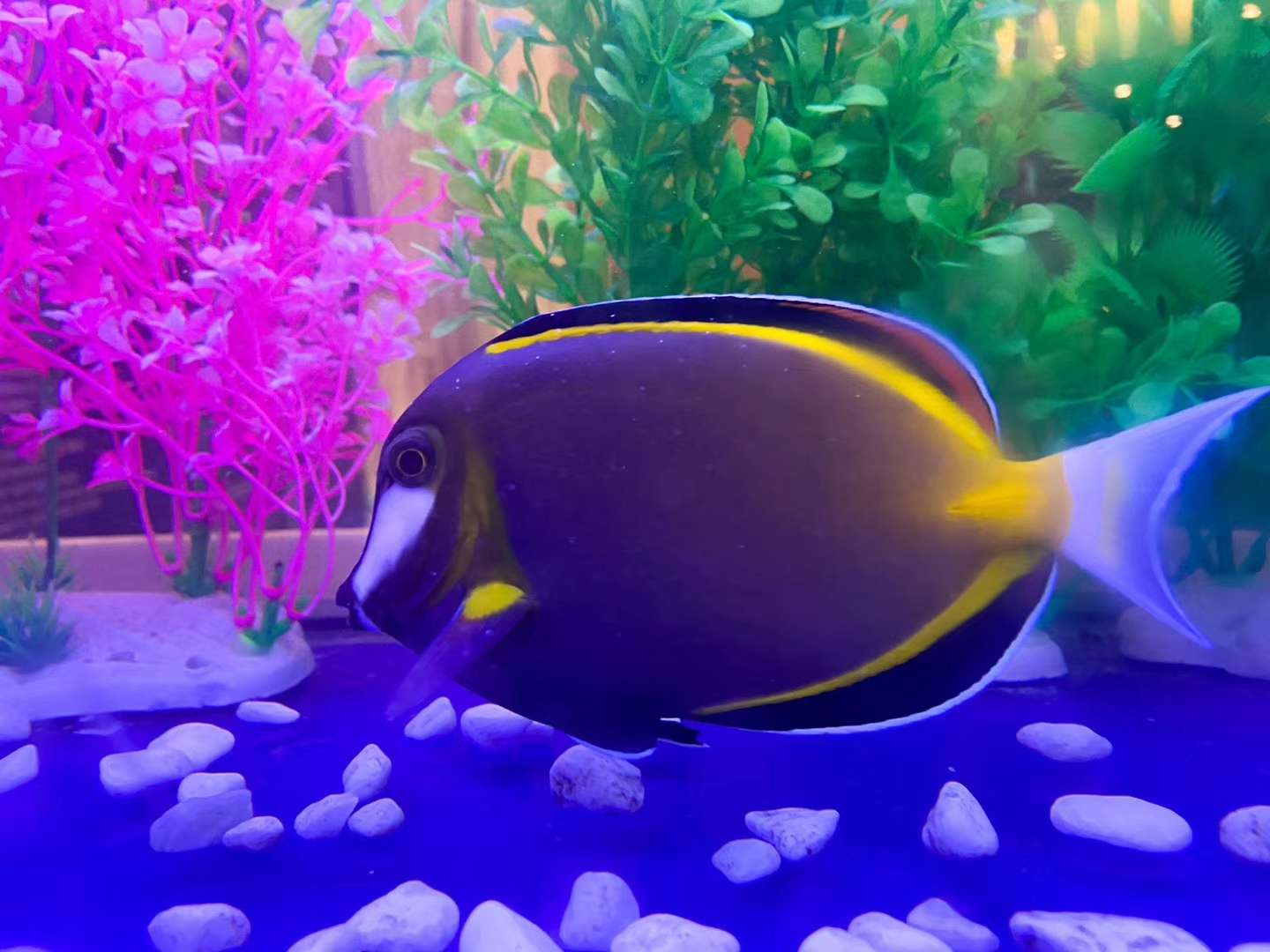 萌宠/马戏/海洋生物展