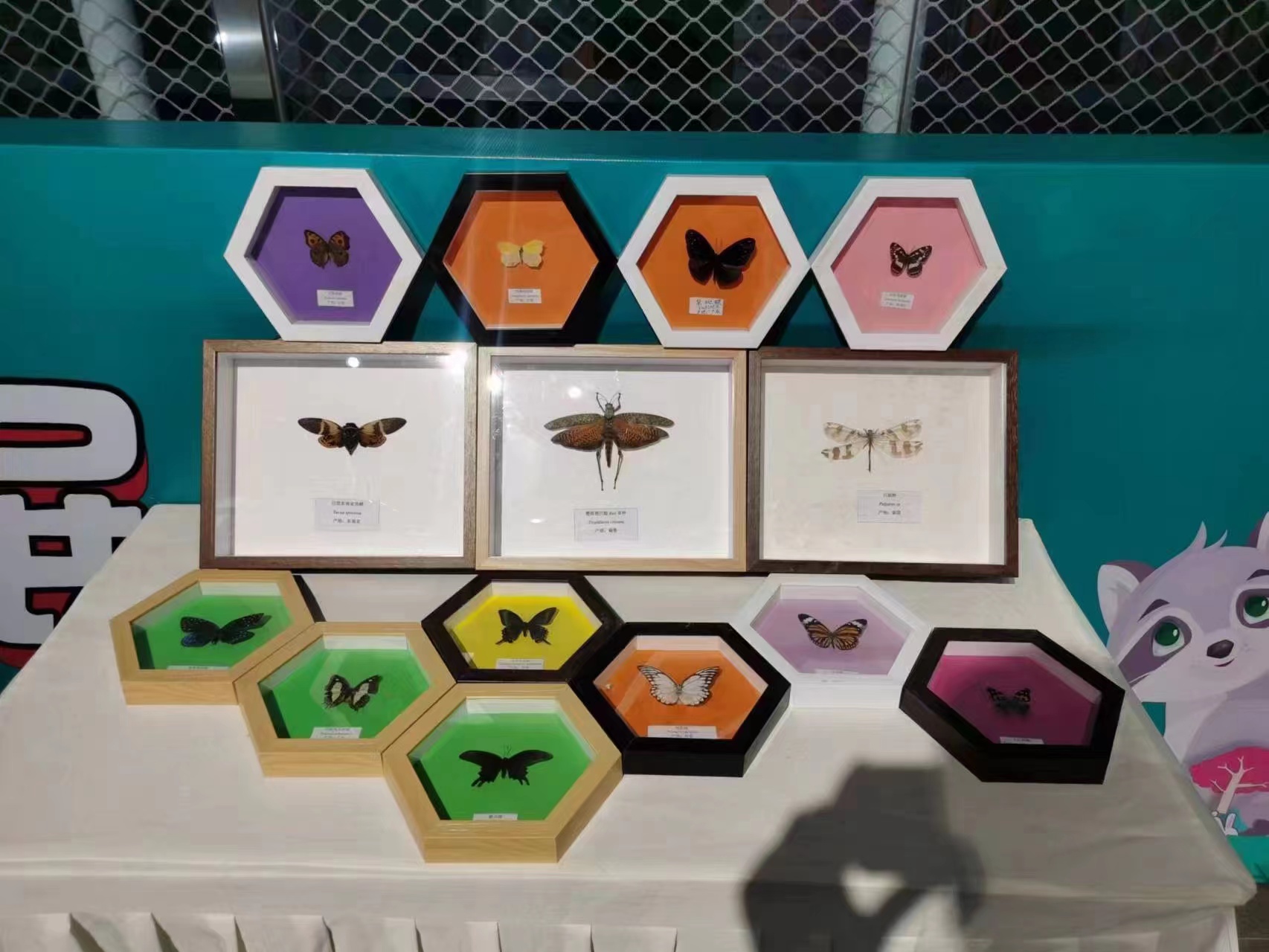 蝴蝶标本爬虫<font style="color: #FF8F00 !important;">展览</font>蝴蝶活体<font style="color: #FF8F00 !important;">展览</font>出租