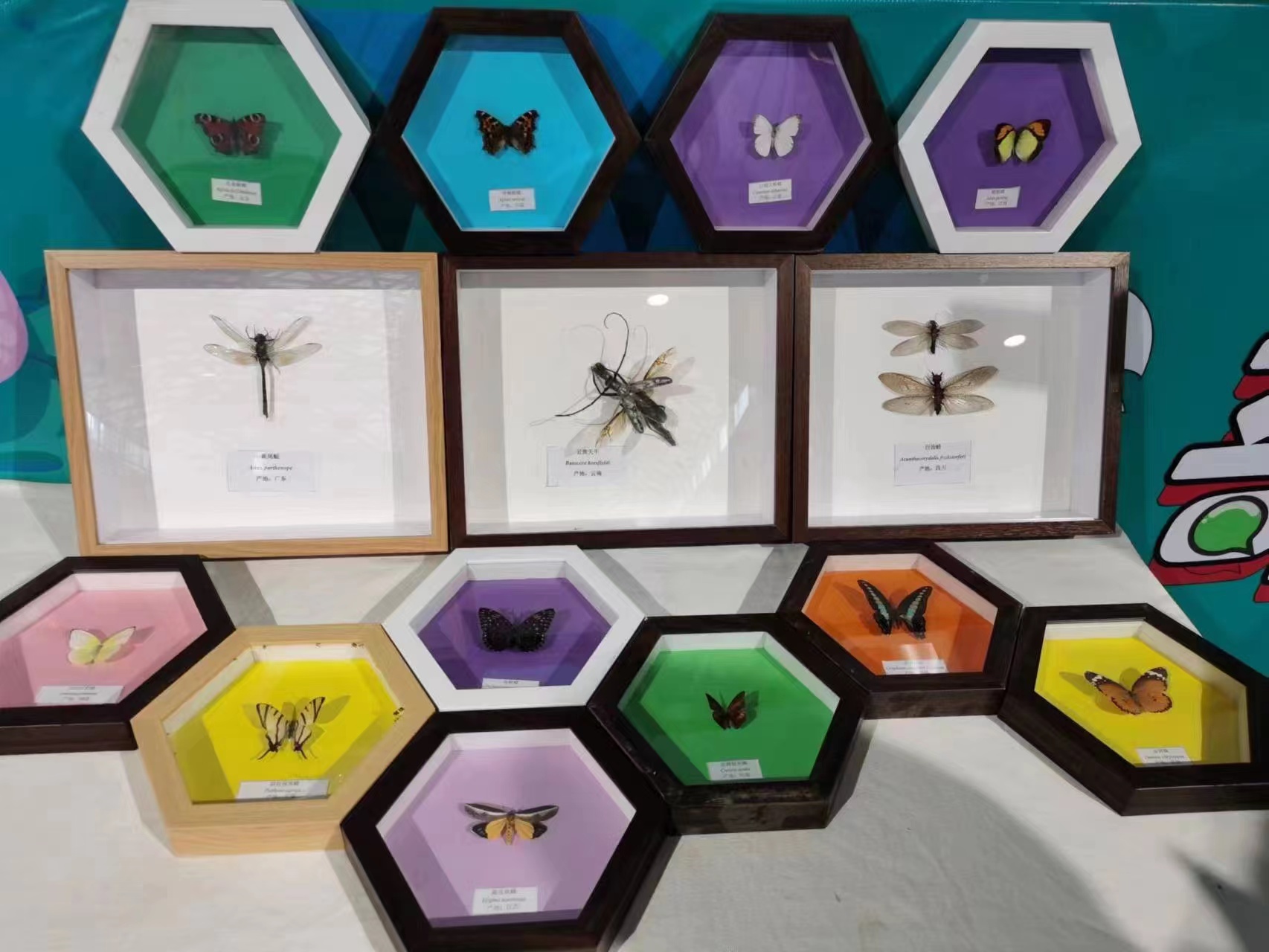蝴蝶标本爬虫展览蝴蝶活体展览出租