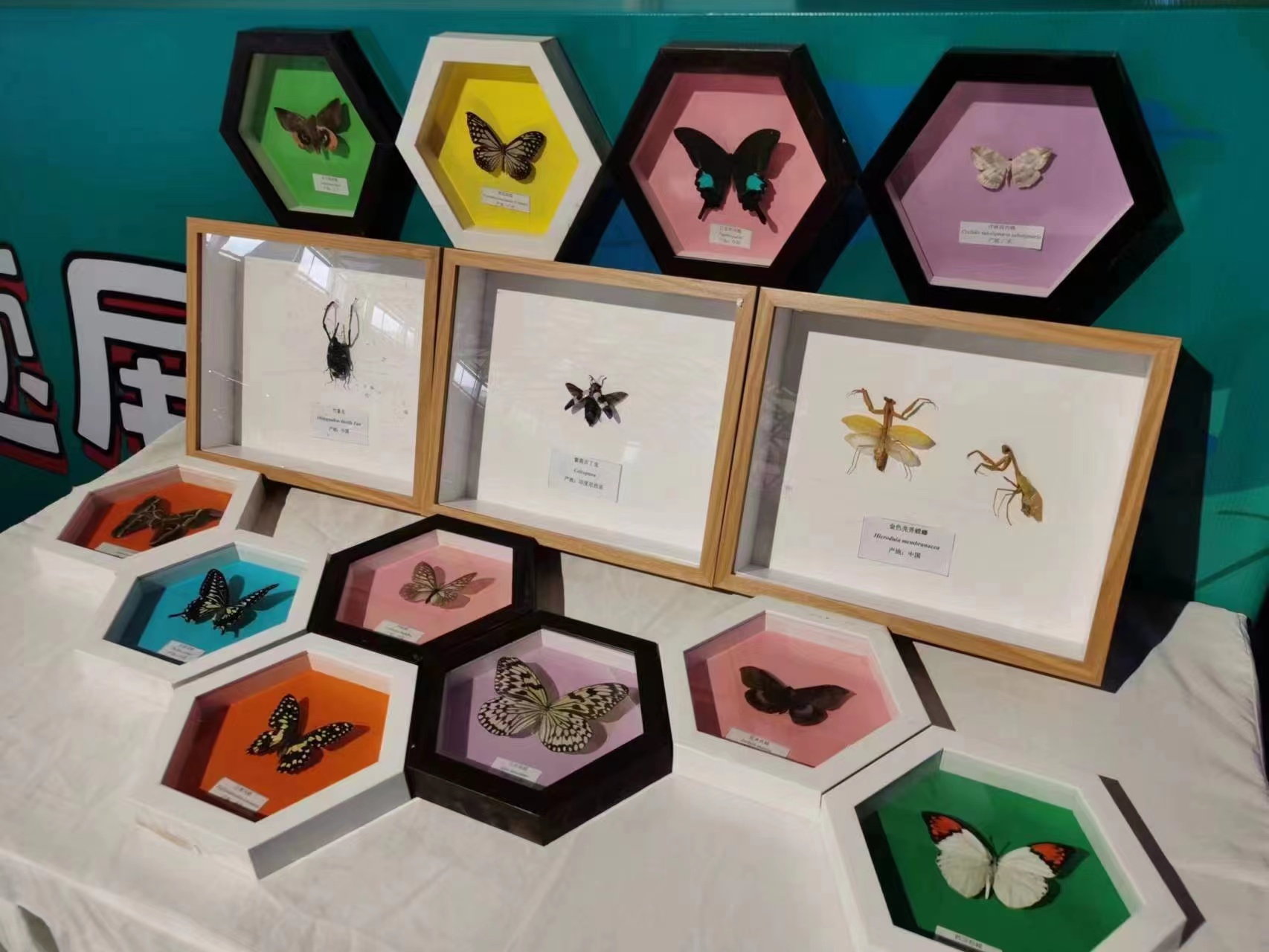 蝴蝶标本爬虫展览蝴蝶活体展览出租