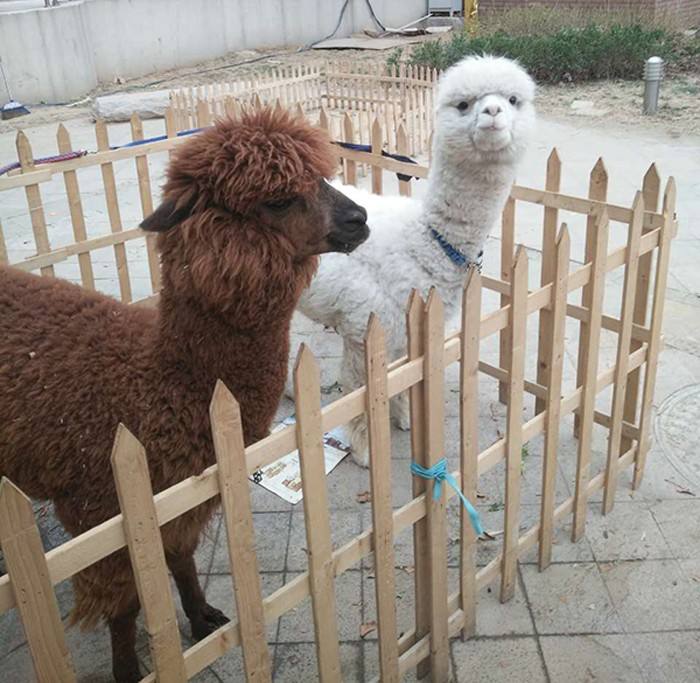 引流客源羊驼矮马萌宠动物出租出售