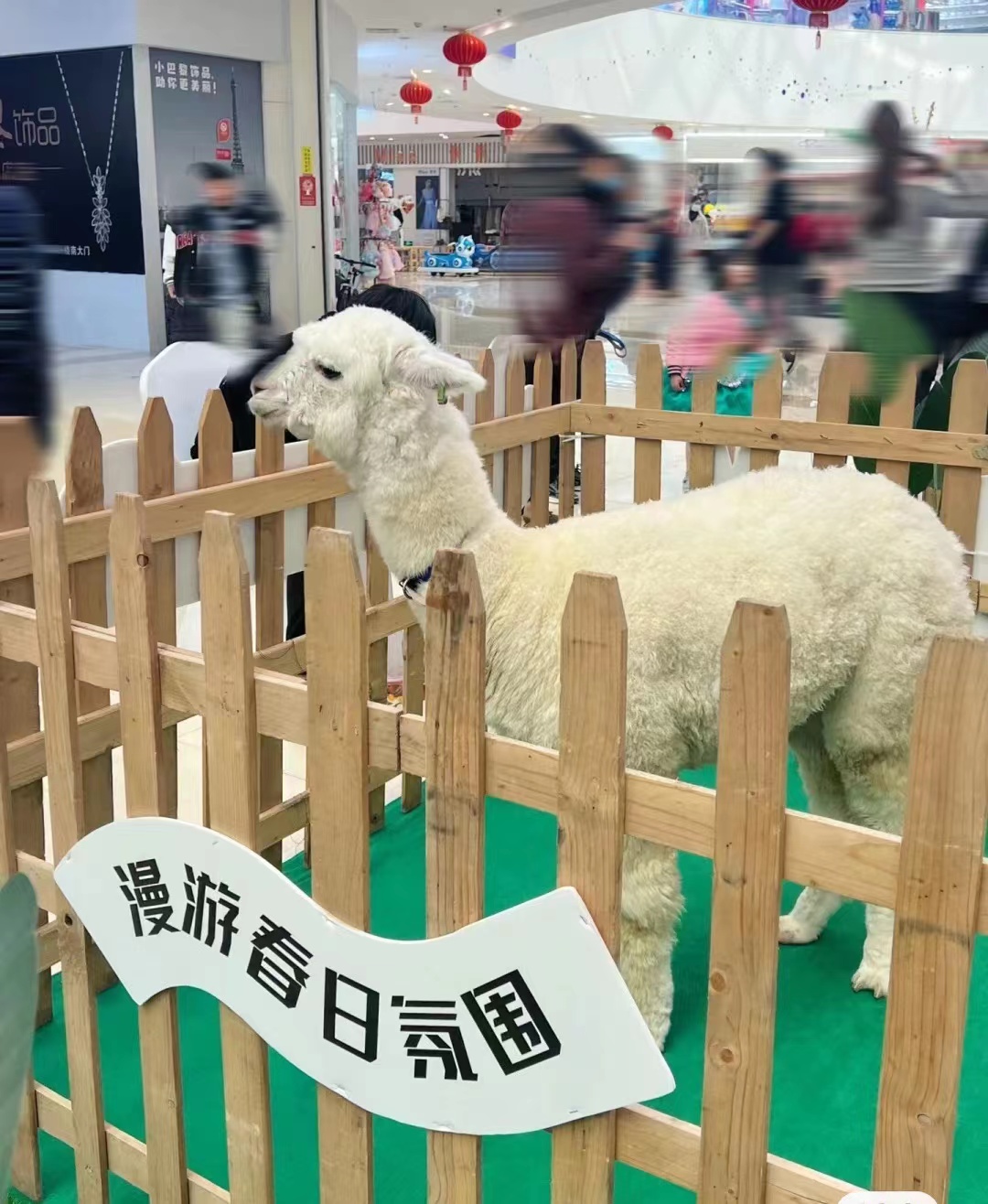 引流客源羊驼矮马萌宠动物出租出售