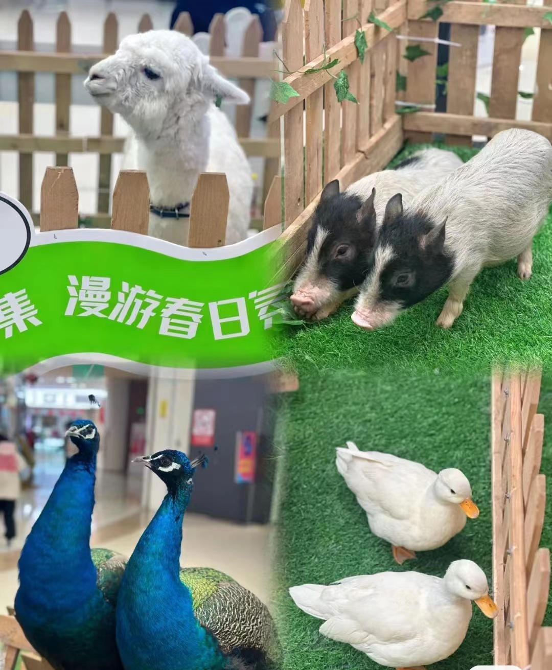 引流客源羊驼矮马萌宠动物出租出售