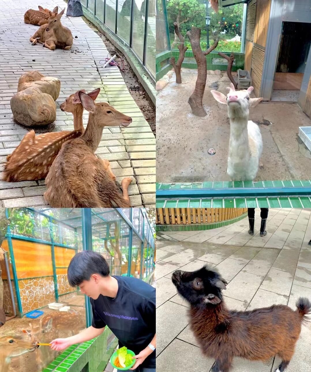 萌宠乐园计划方案萌宠动物出租出售