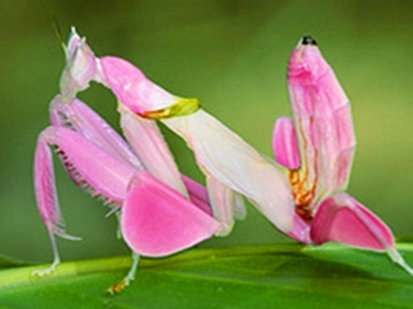 活体昆虫 兰花螳螂