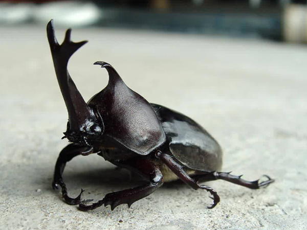 活体昆虫独角仙