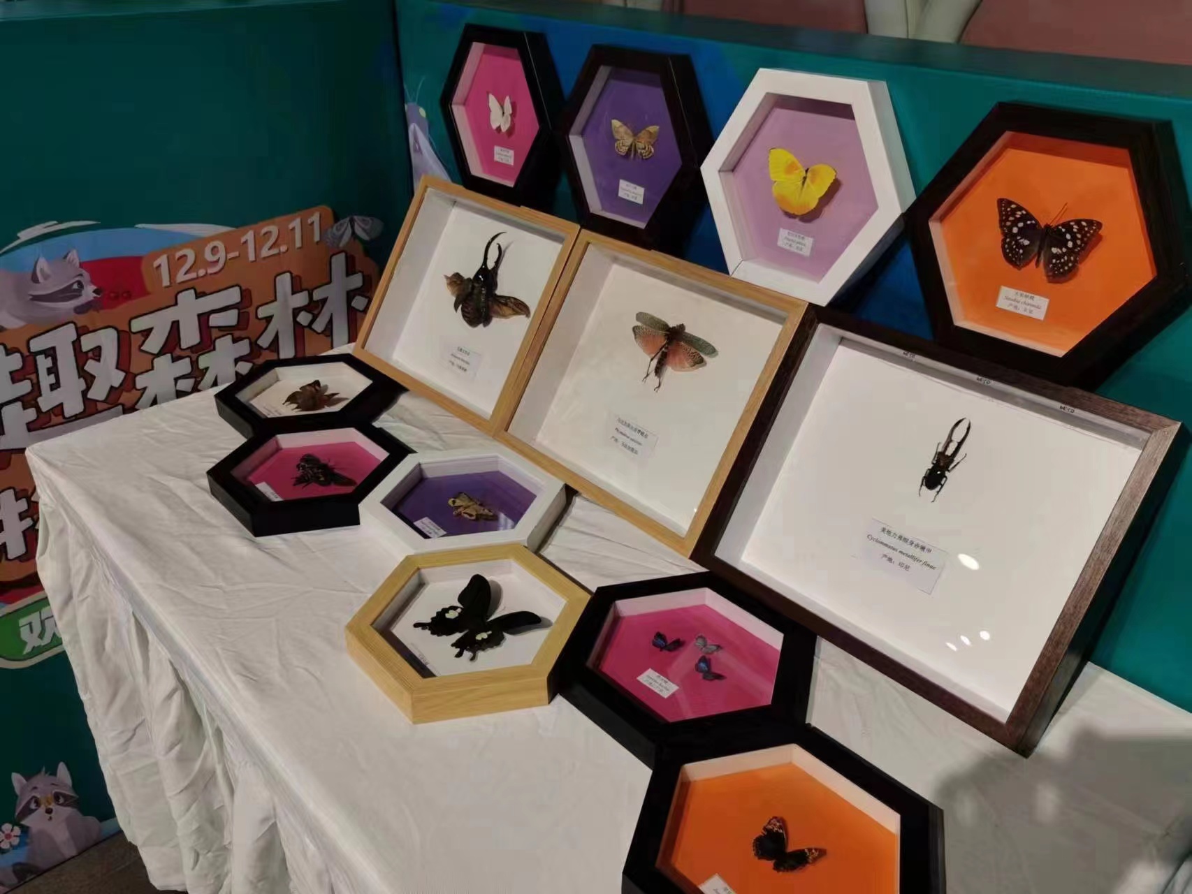 大型蝴蝶展览出租室内爬行动物科普计划标本出租