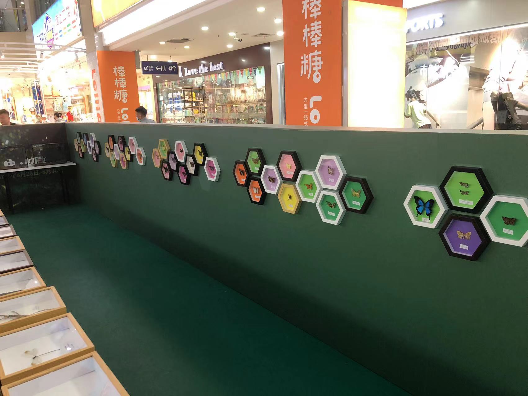 大型蝴蝶展览出租室内爬行动物科普计划标本出租