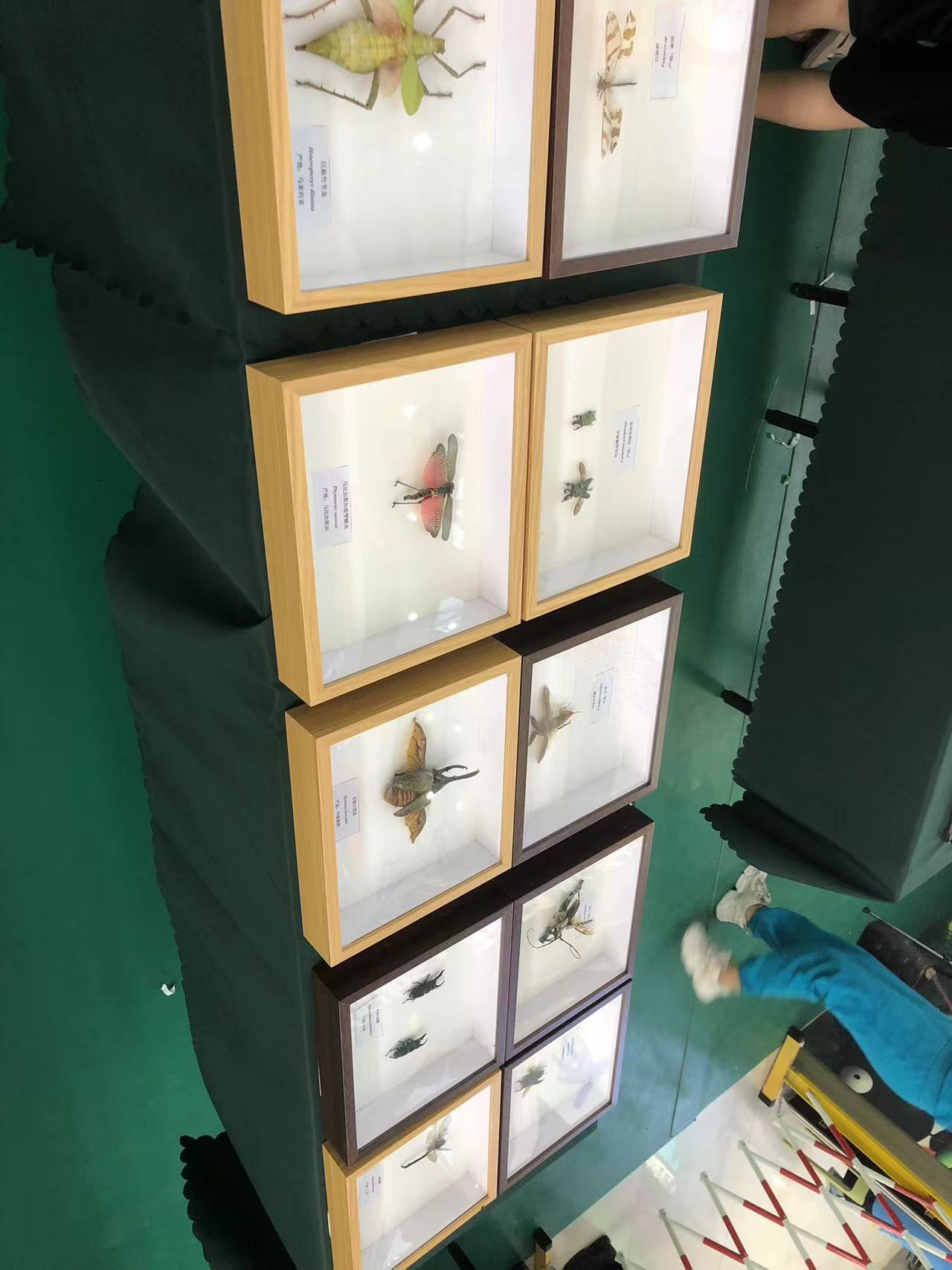 大型蝴蝶展览出租室内爬行动物科普计划标本出租