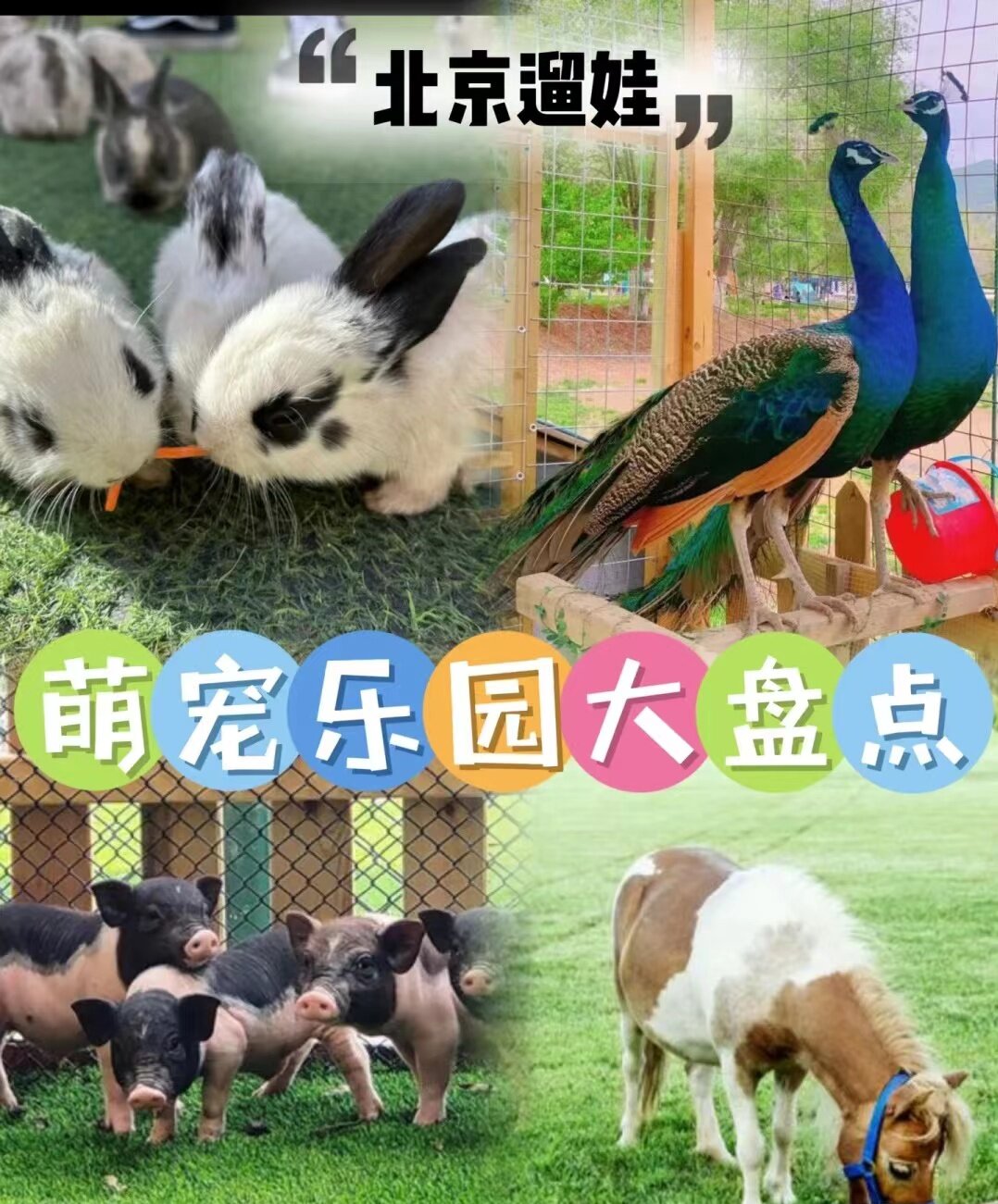 鹦鹉表演百鸟展孔雀展览引流商场地产客源暖场首选