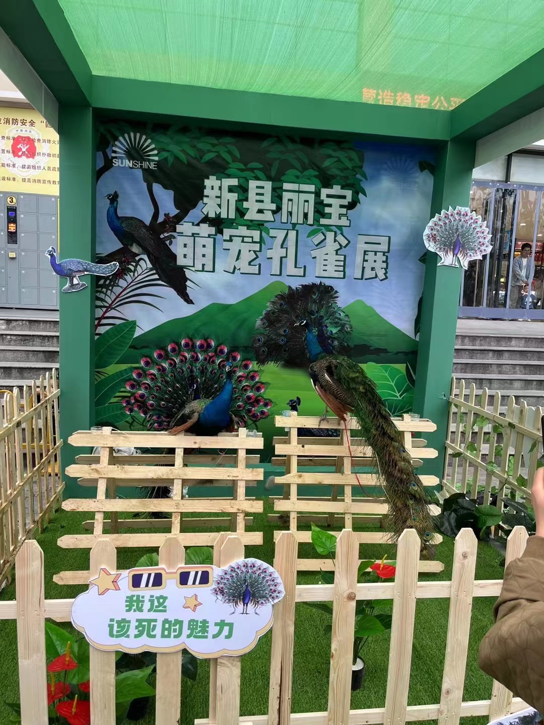 鹦鹉表演百鸟展孔雀展览引流商场地产客源暖场首选