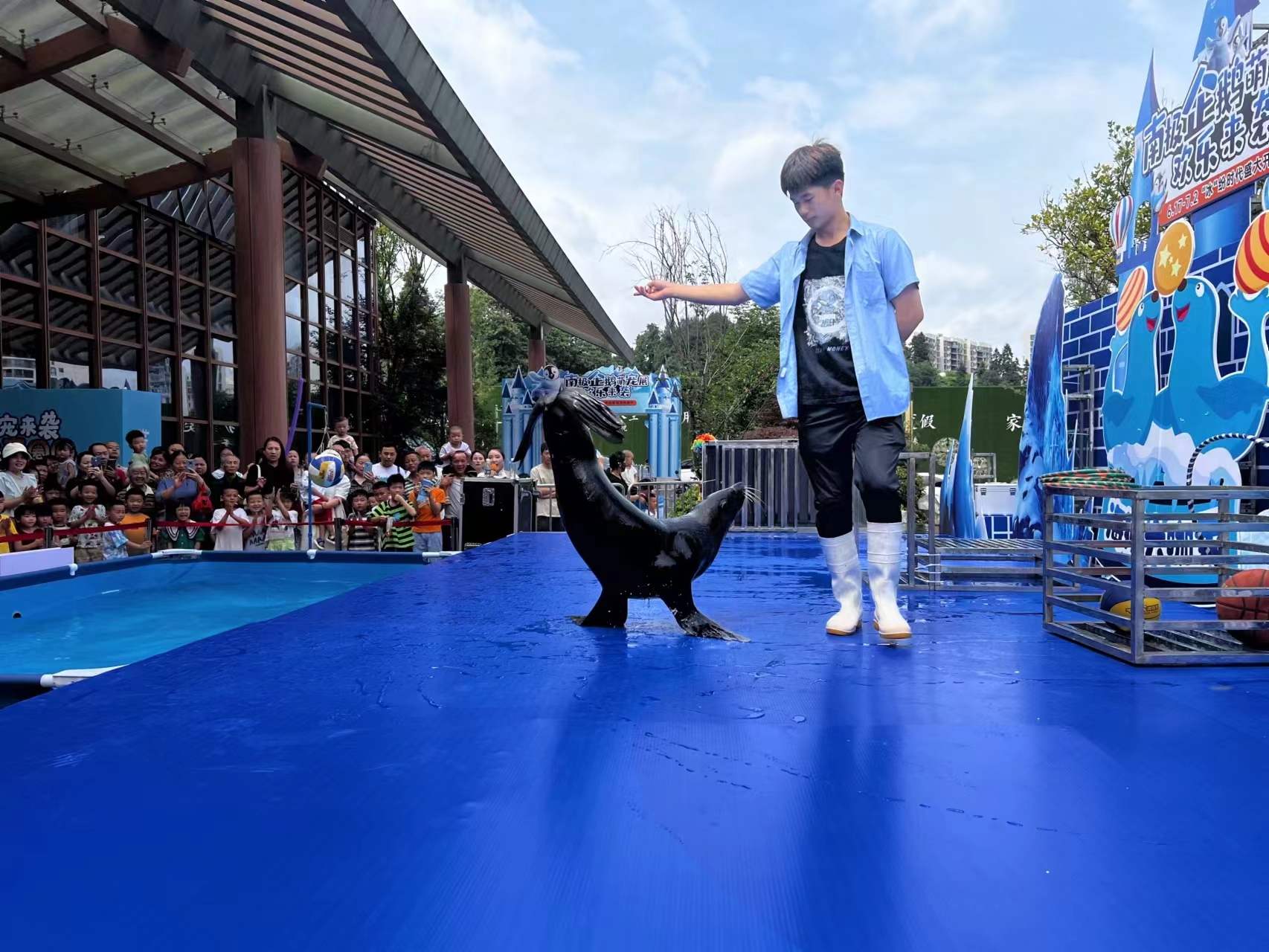 海狮表演