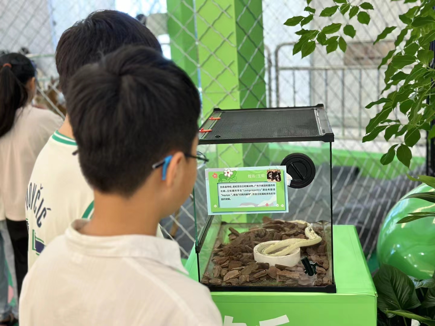 羊驼出租 萌宠动物展租赁暖场