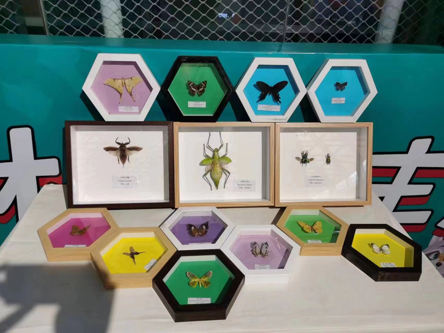 昆虫标本蝴蝶活体标本展览展示暖场价格优惠