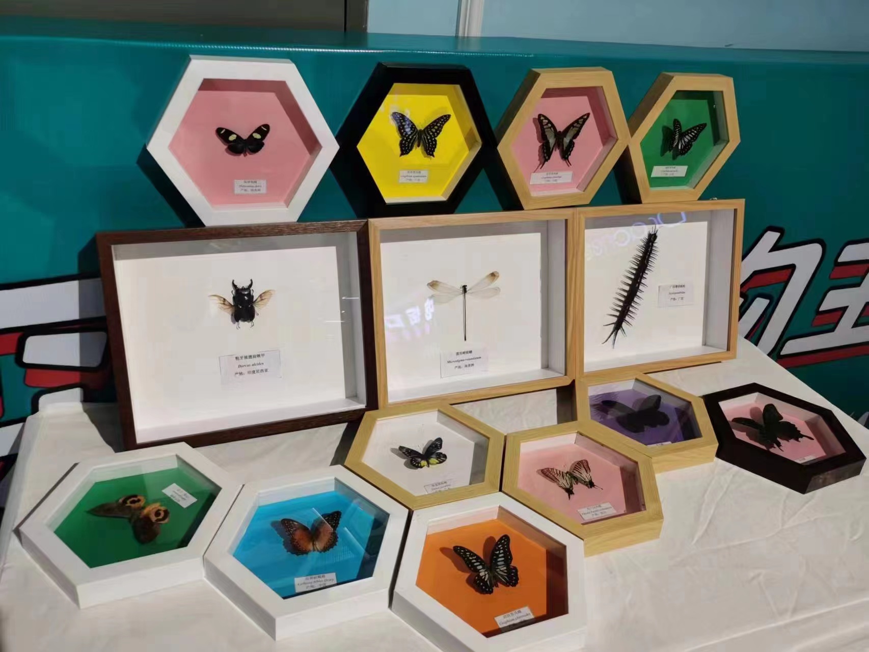 昆虫标本蝴蝶活体标本展览展示暖场价格优惠