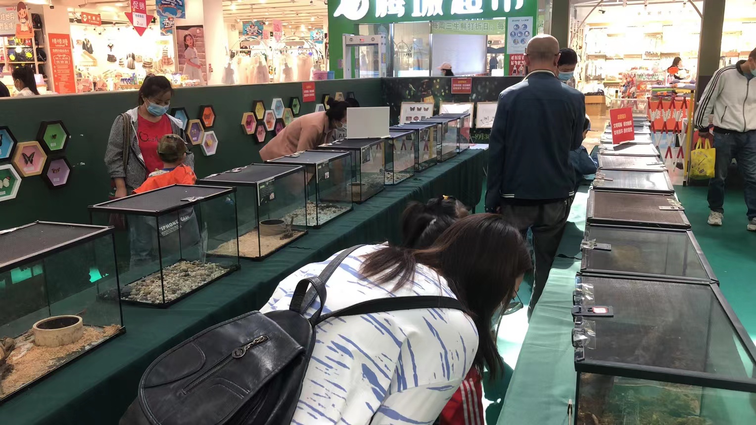 昆虫标本蝴蝶活体标本展览展示暖场价格优惠