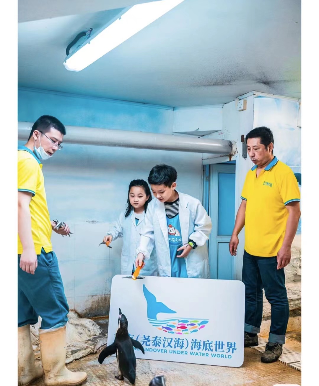 企鹅展览出租暖场引流互动人气爆棚地产商场活动