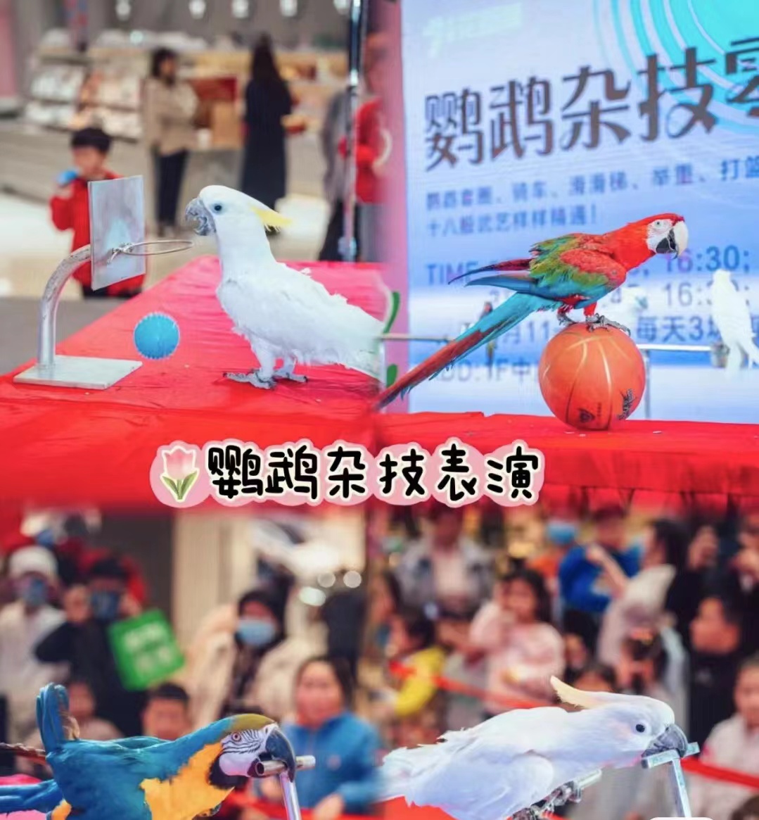 鹦鹉表演百鸟展孔雀表演展览出租引流地产商场活动