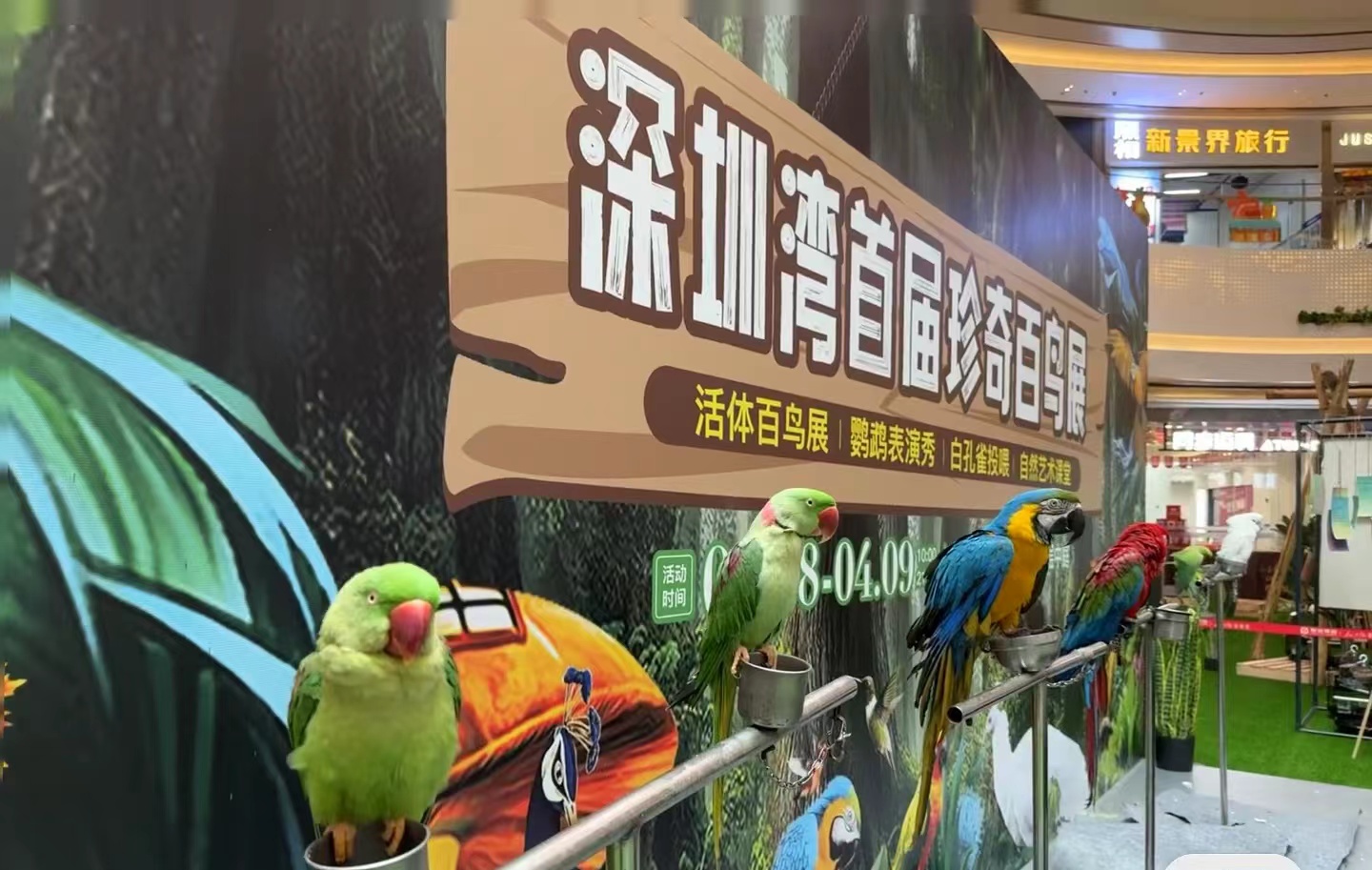鹦鹉表演百鸟展孔雀表演展览出租引流地产商场活动