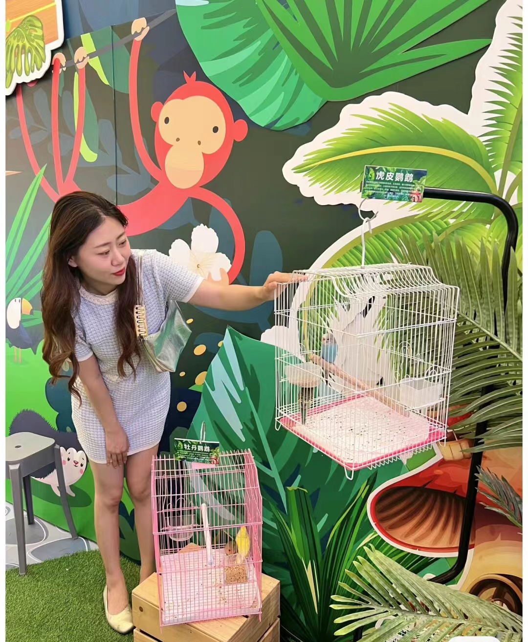 鹦鹉表演百鸟展孔雀表演展览出租引流地产商场活动
