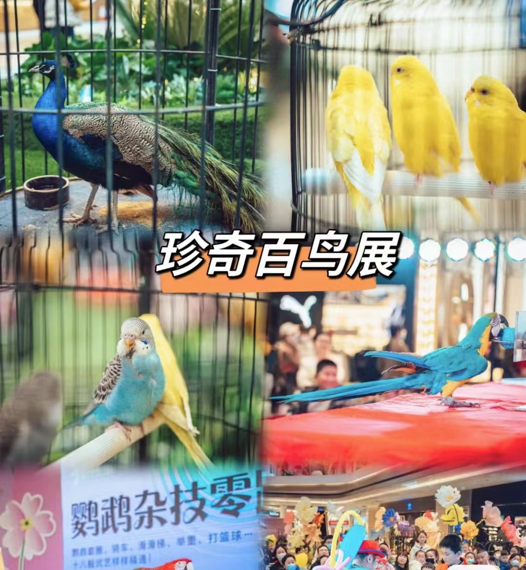 鹦鹉表演百鸟展孔雀表演展览出租引流地产商场活动