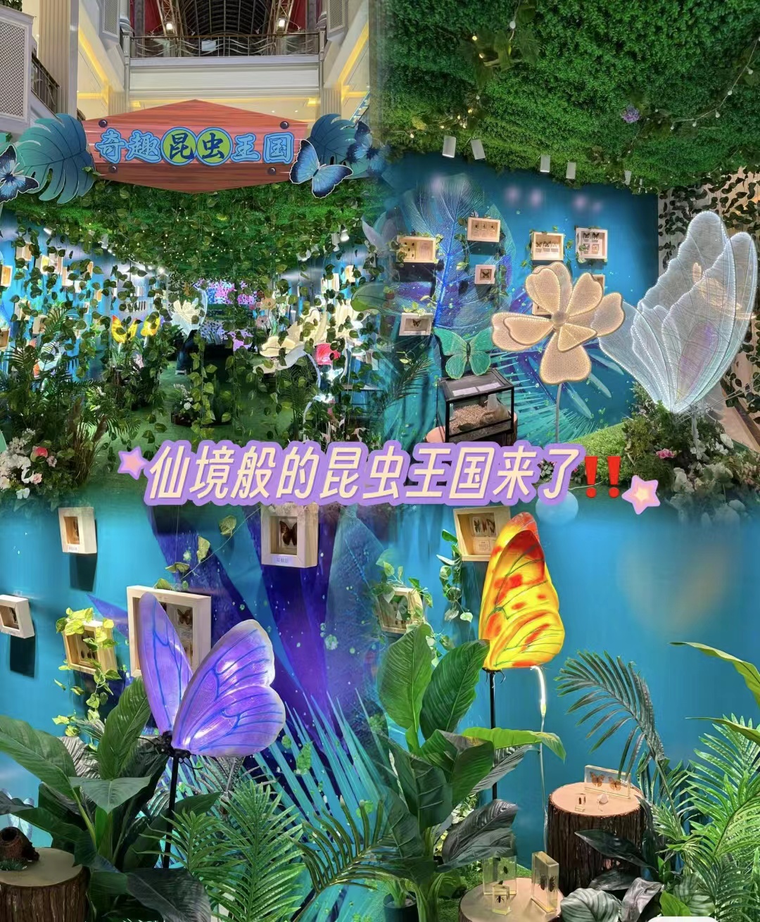 蝴蝶标本昆虫科普展览出租暖场引流活动人气火爆