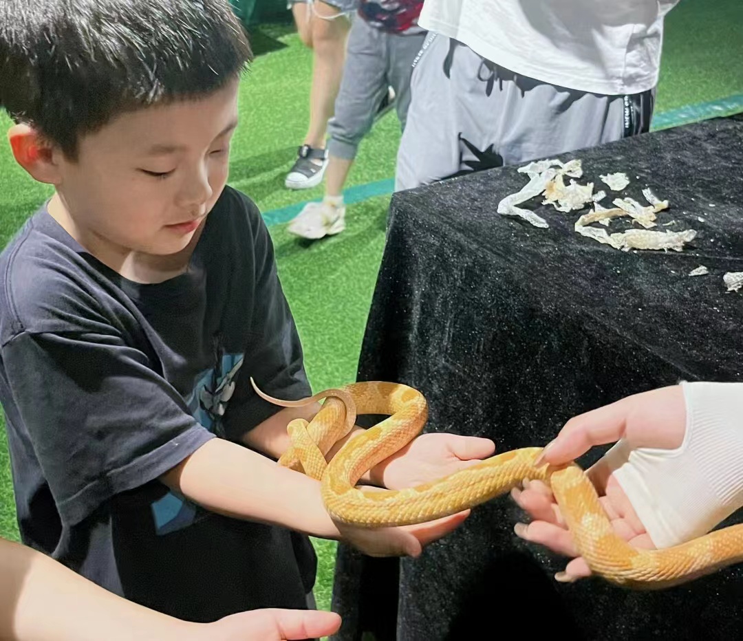 爬行动物出租科普爬行动物知识引流暖场