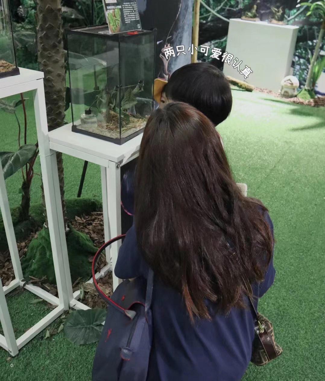 爬行动物出租科普爬行动物知识引流暖场