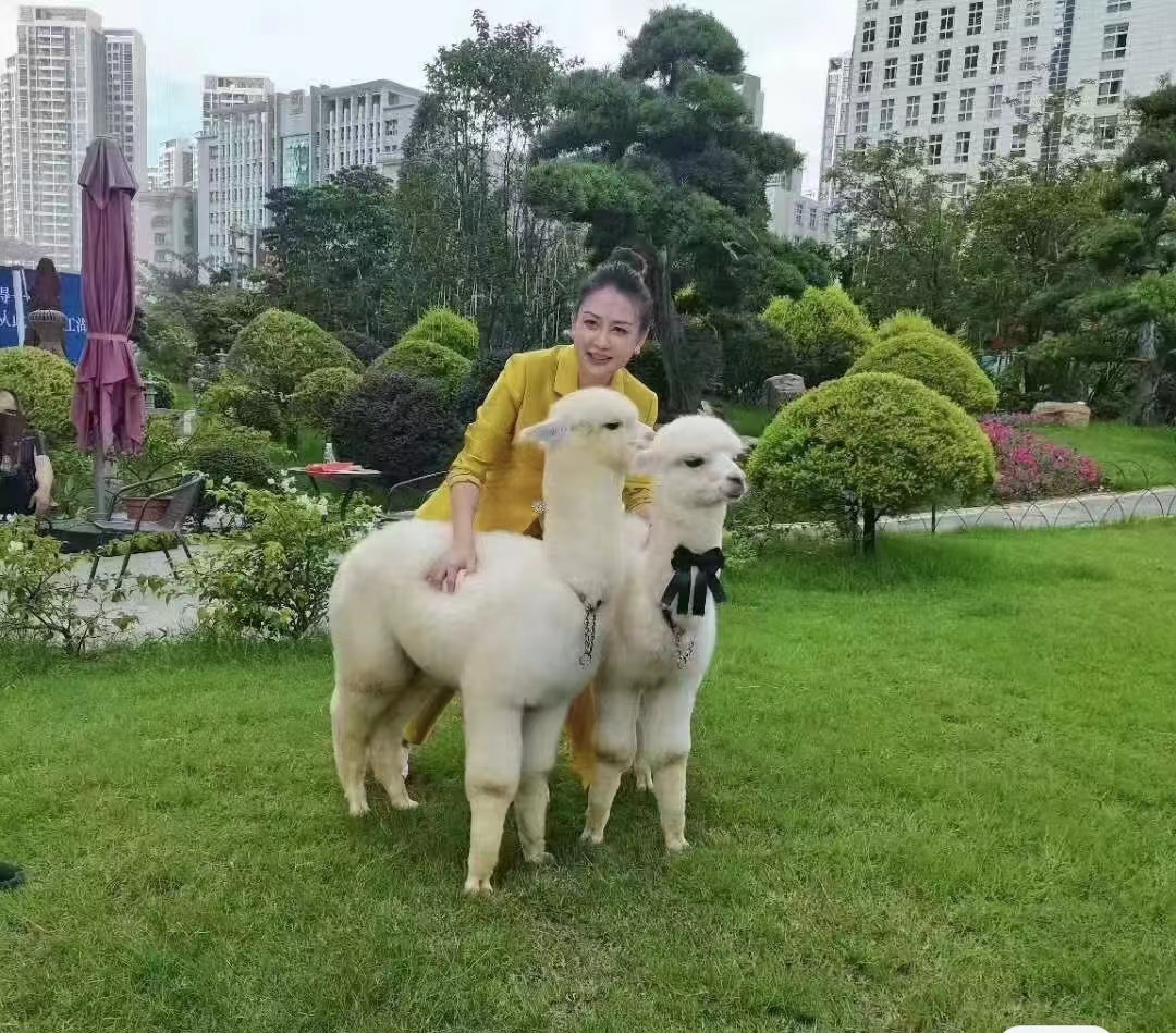 大量萌宠展览出租暖场活动引流变现