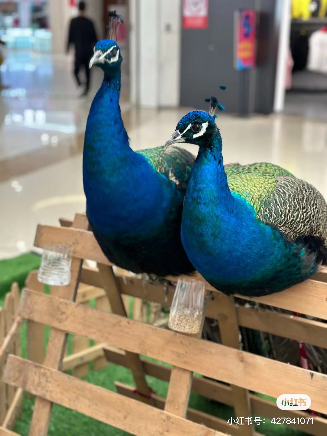 大量萌宠展览出租暖场活动引流变现