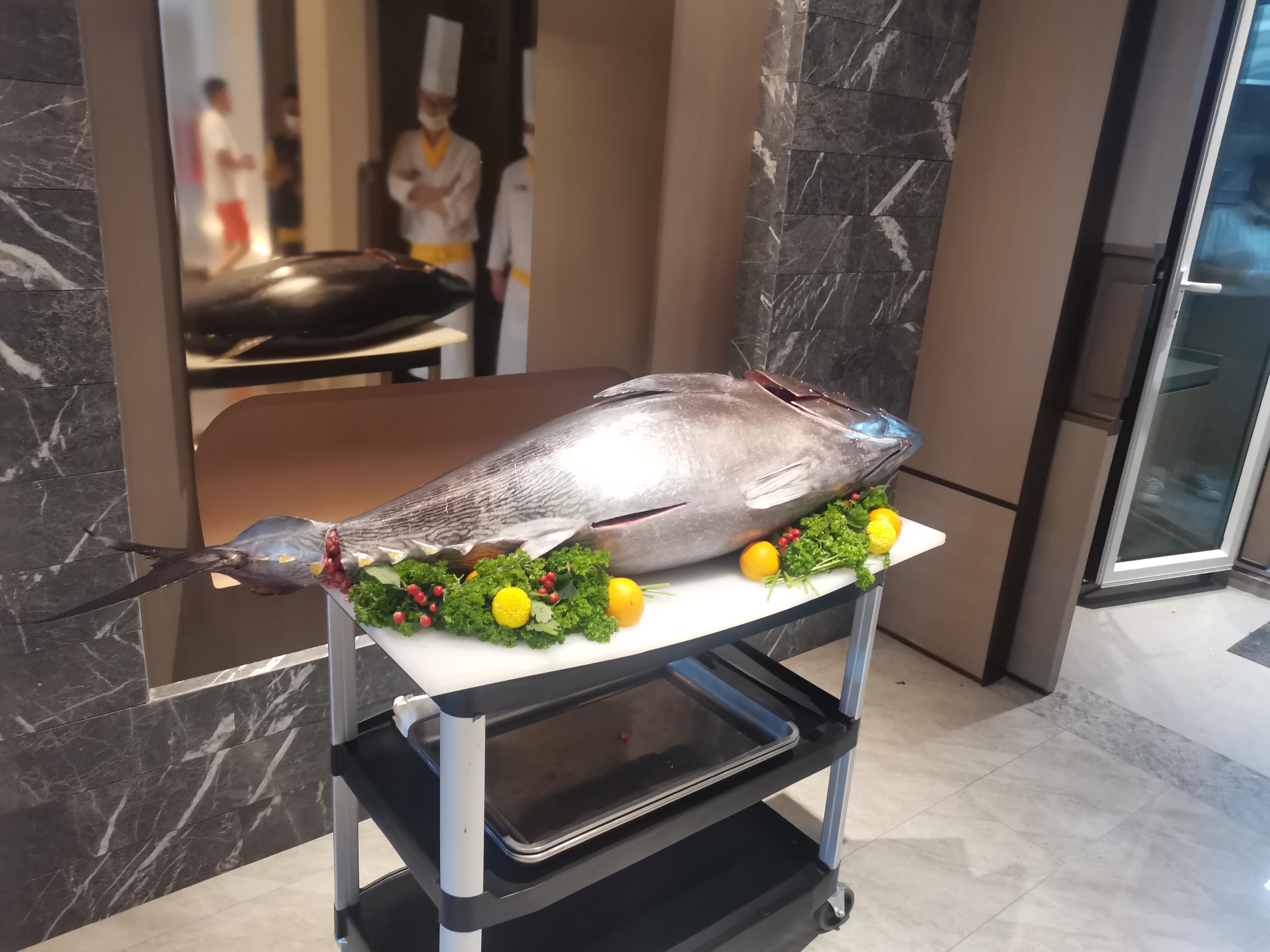 金枪鱼品鉴