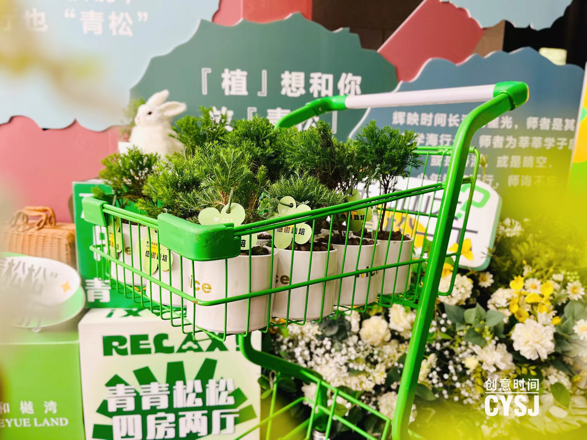 别卷了！今日宜“放青松”