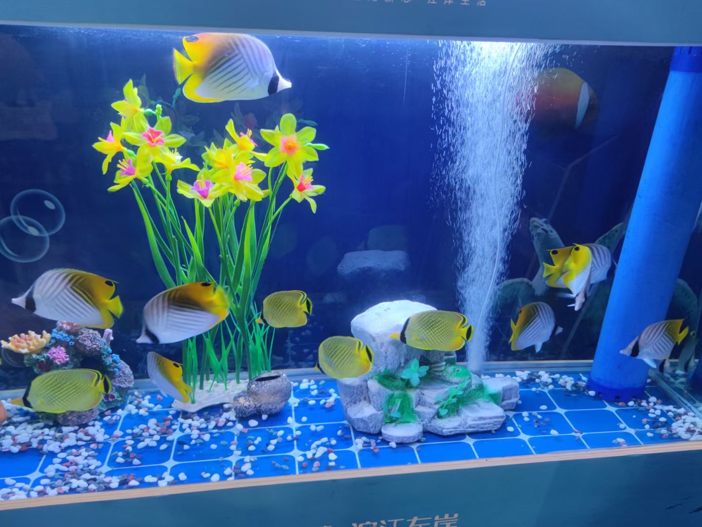 海洋展览出租，海洋生物展览出租