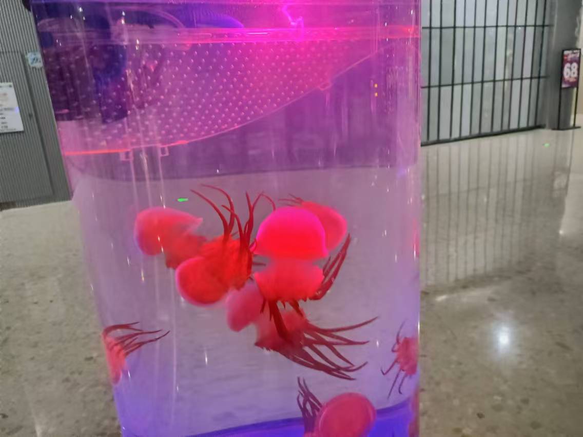 海洋展览出租，海洋生物展览出租