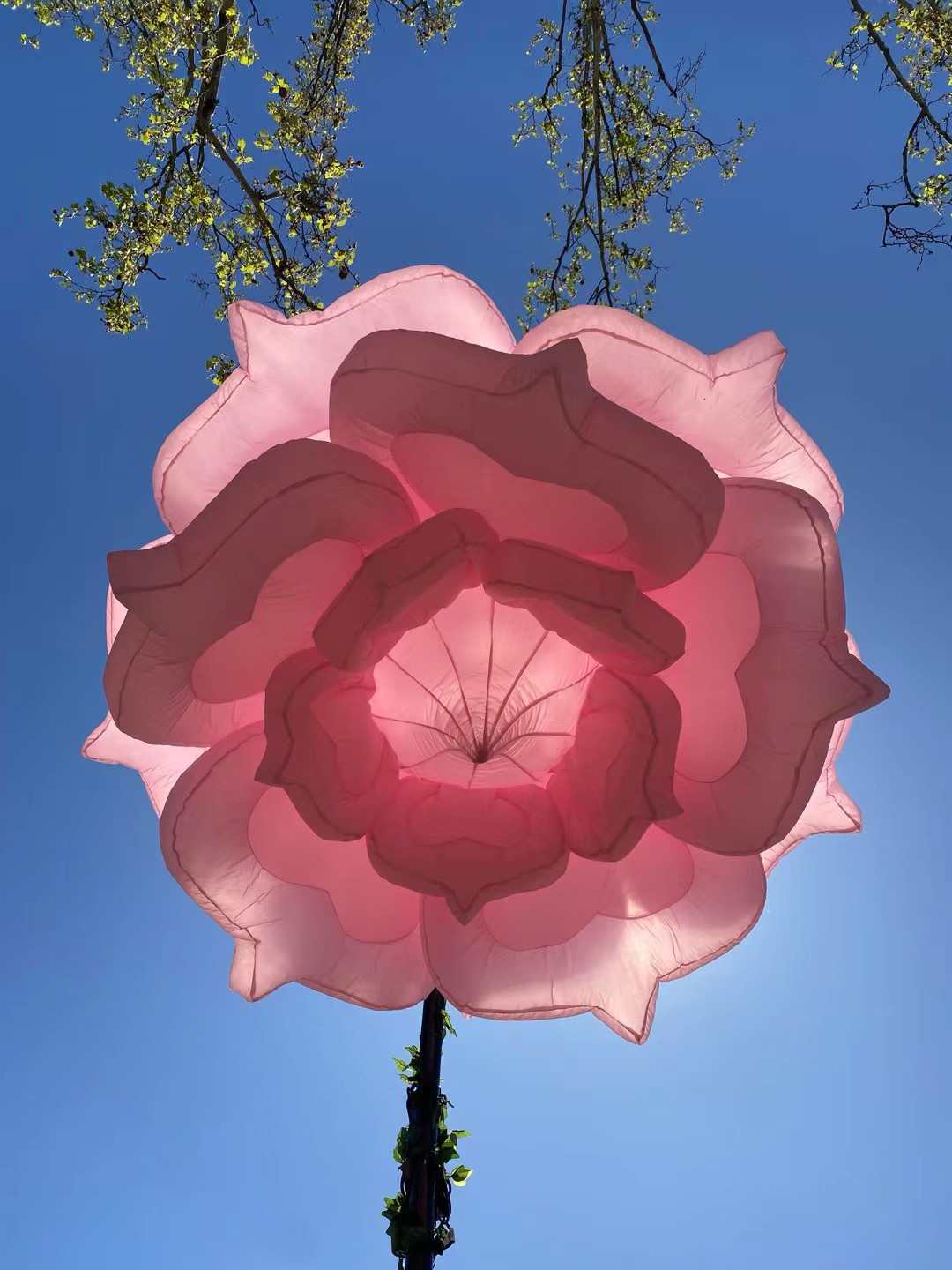 玫瑰开合花向日葵开合花