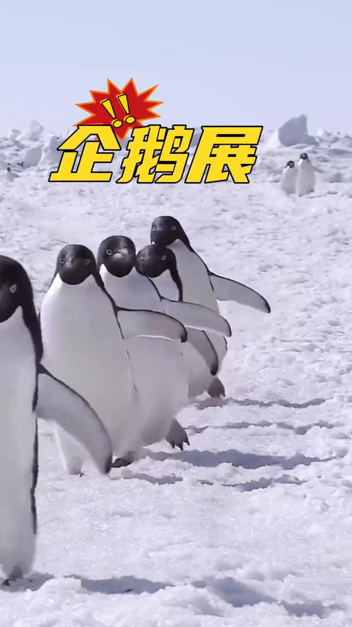 大量企鹅出租引流神器全国雪乡引流刺激消费