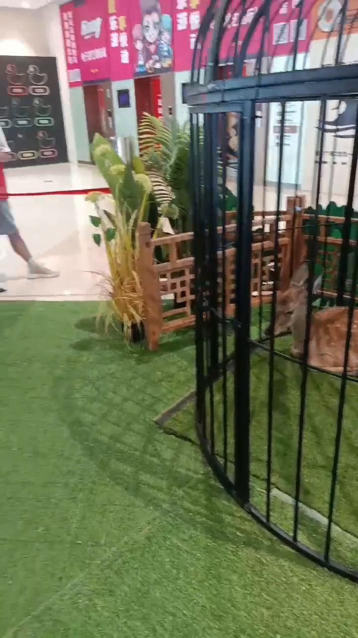 全国承接萌宠展览活动
