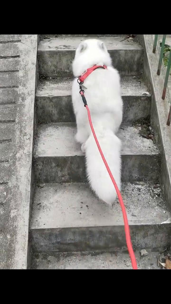 春节雪乡北极狐引流策划好资源好项目一手资
