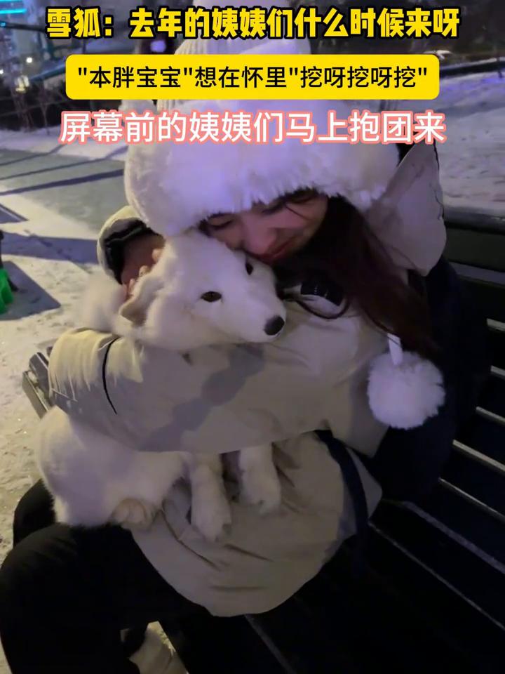 白狐狸引流雪场好项目价格不高全国引流萌宠