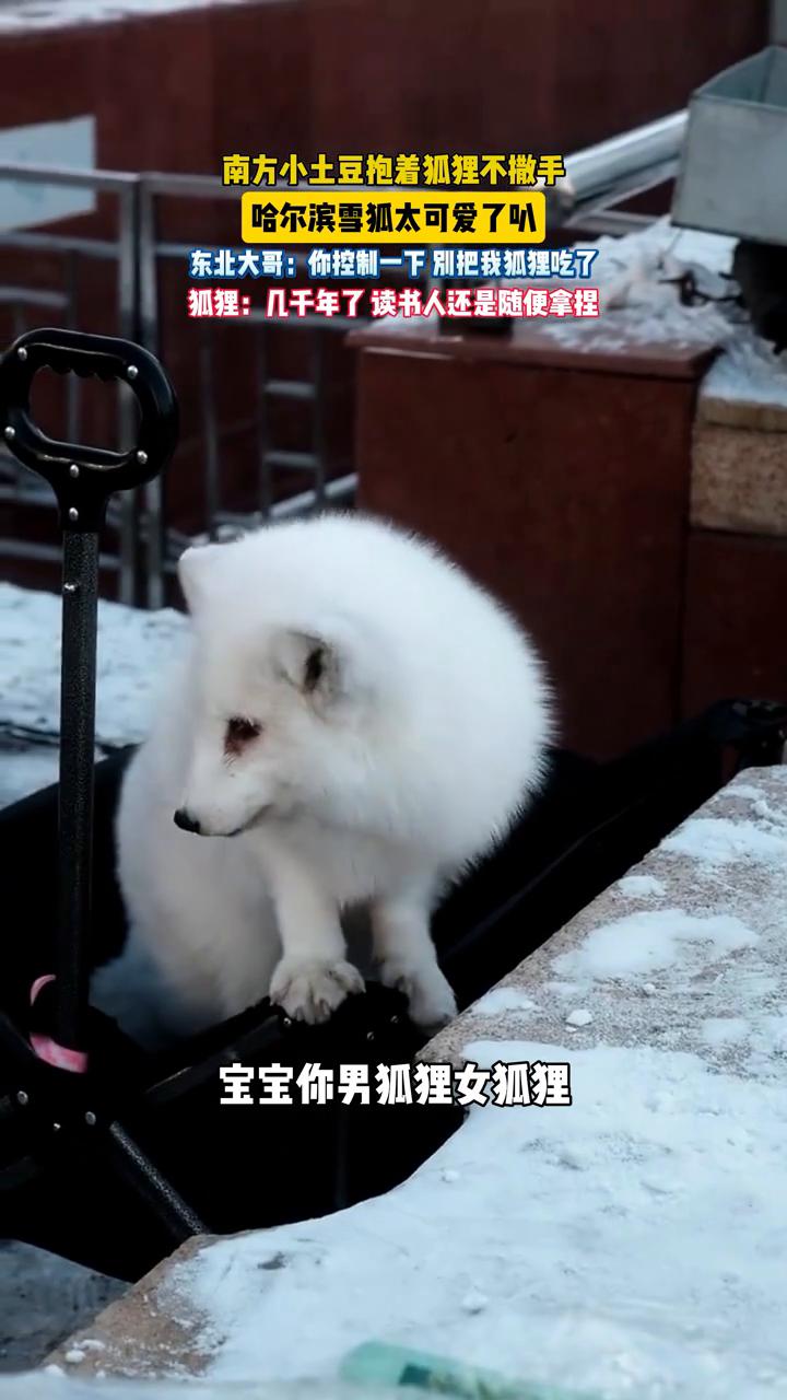 亲人白<font style="color: #FF8F00 !important;">狐</font>引流策划好资源好项目一手好资源房地产,开盘仪式元宵节,情人节