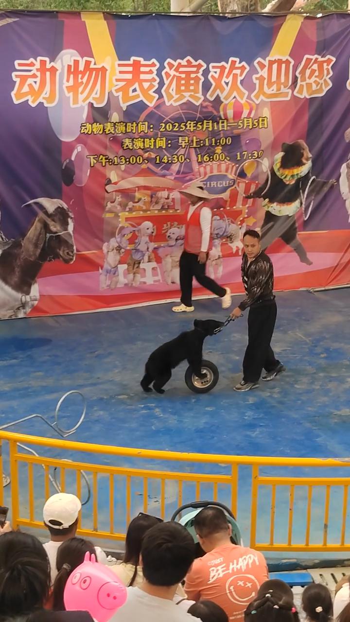 景区引流神器是什么萌宠动物出租引流