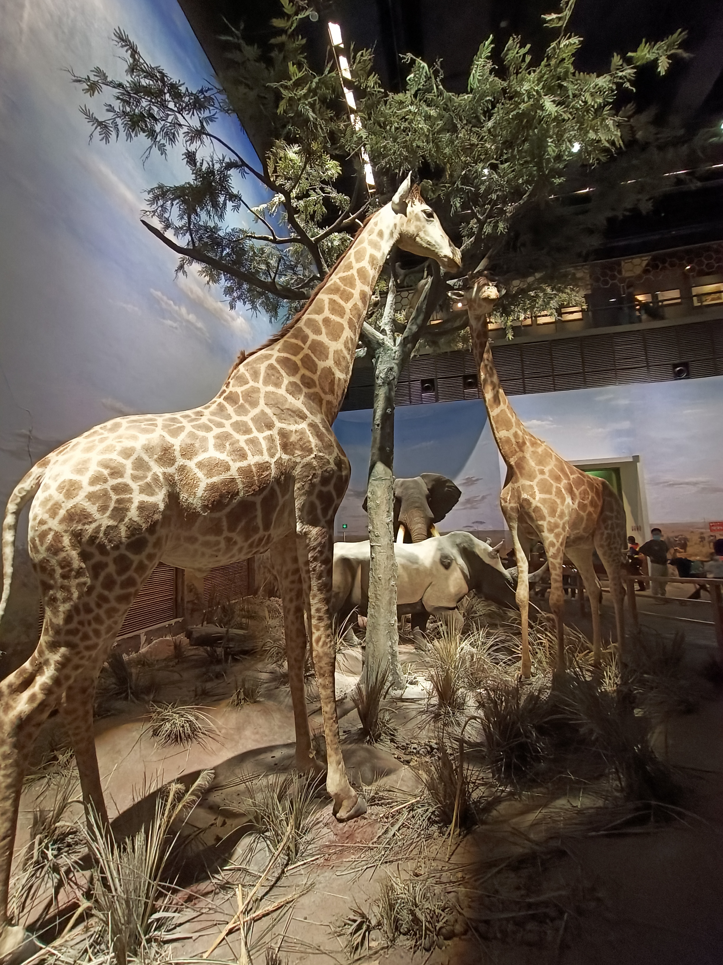 动物标本模型展览
