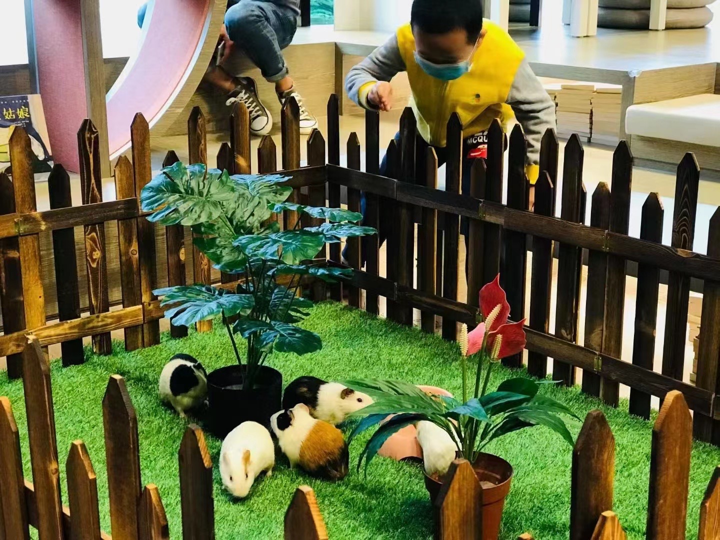 百鸟展宠物展萌宠孔雀羊驼海豚展览