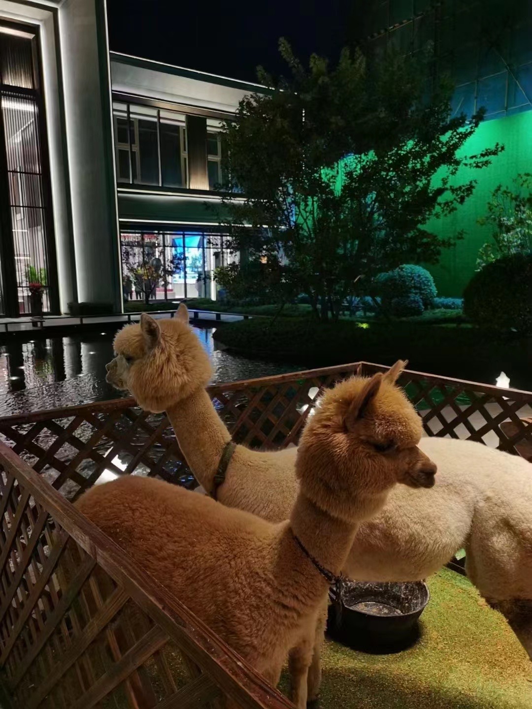 百鸟展宠物展萌宠孔雀羊驼海豚展览