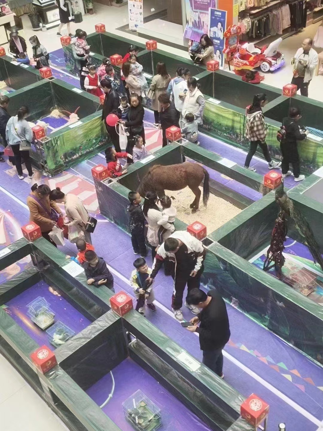 羊驼萌宠展出租动物展租赁