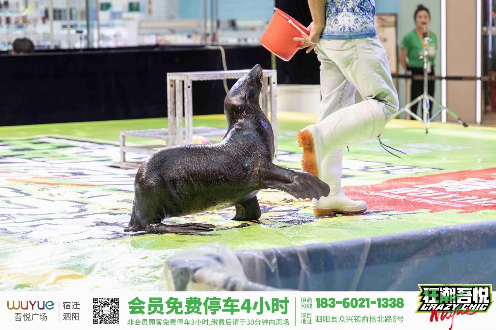海狮表演出租海狮表演秀