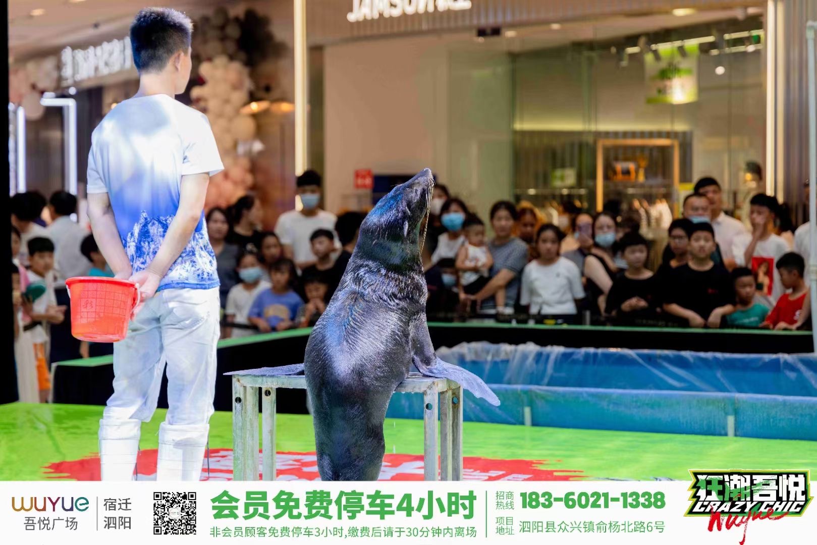海狮表演出租海狮表演秀