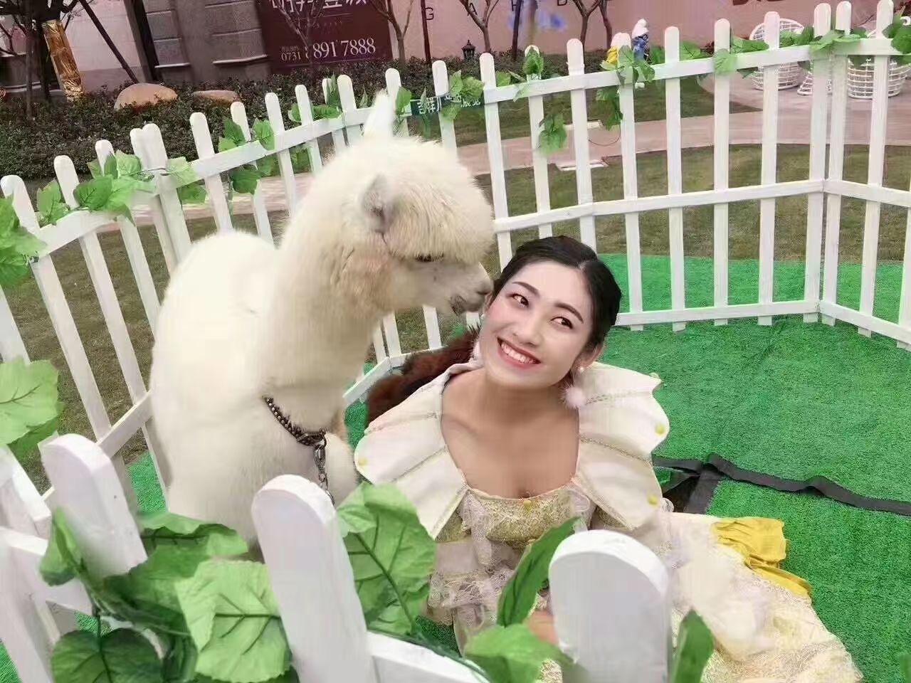企鹅展