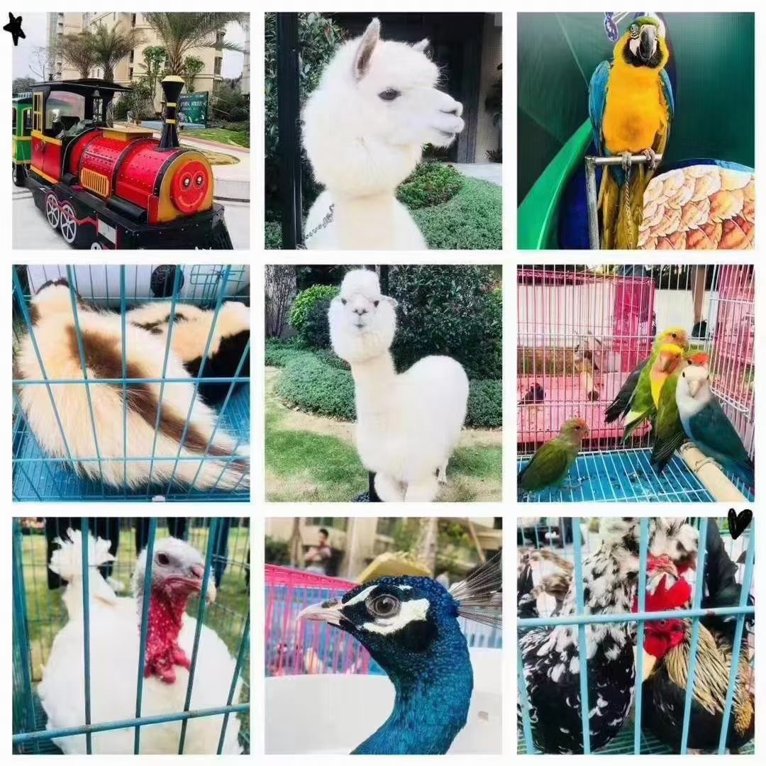 企鹅展
