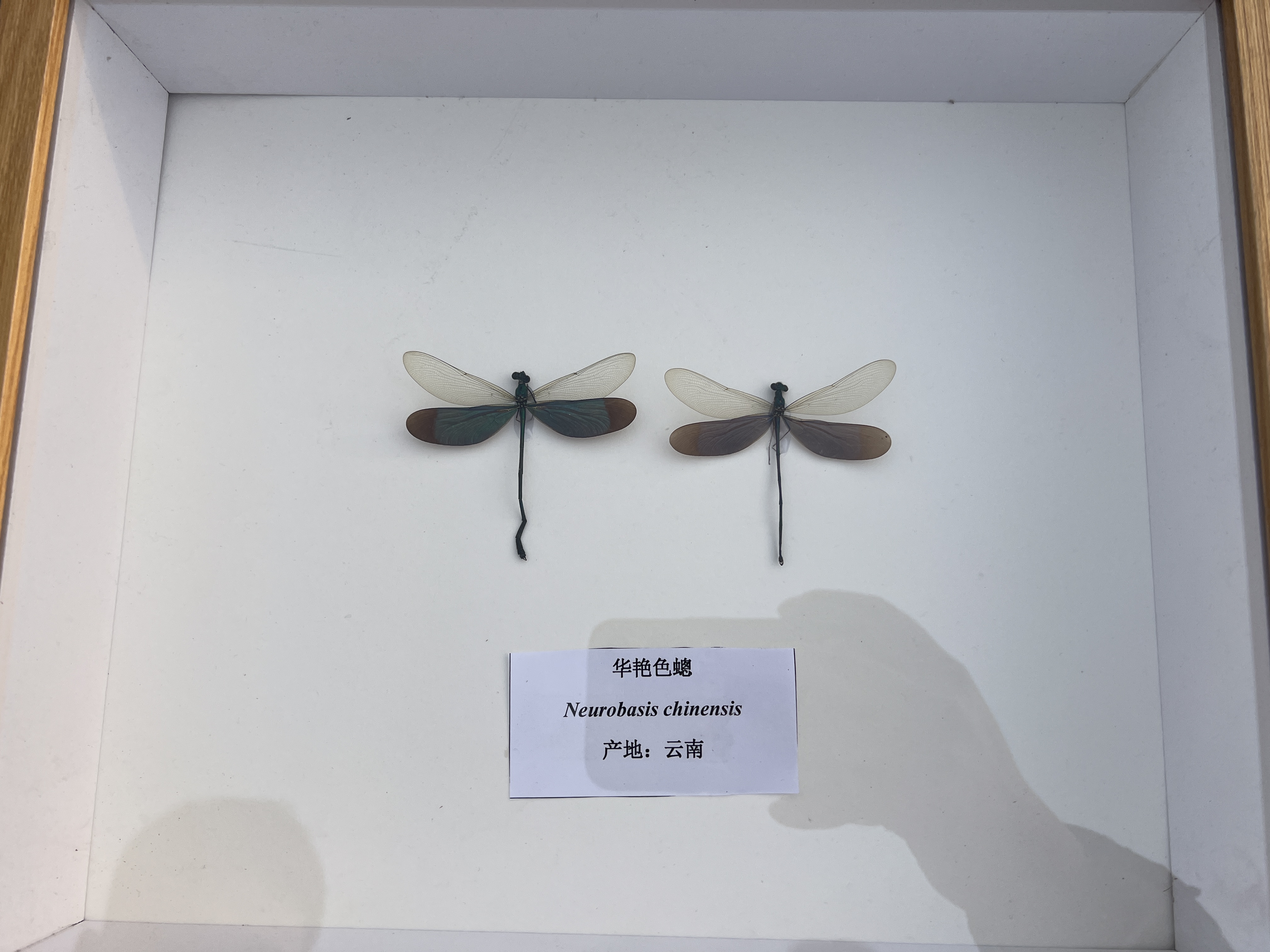 昆虫蝴蝶展